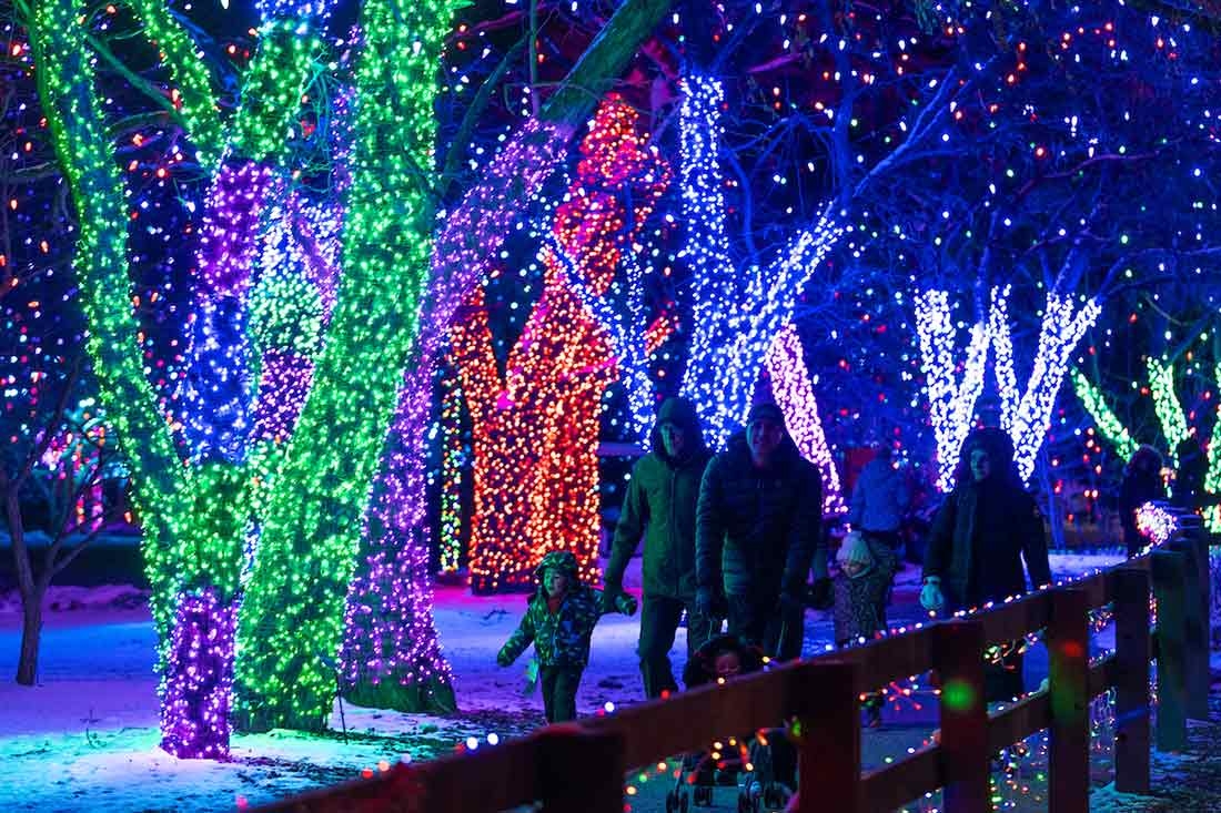 Tress wrapped in brightly colored lights