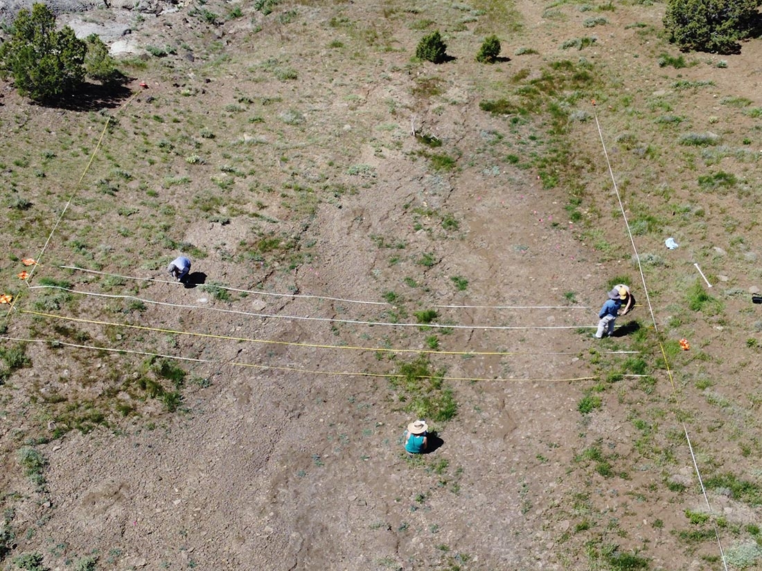 A population of Phacelia submutica