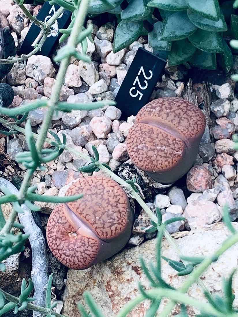Lithops aucampiae var. koelemanii