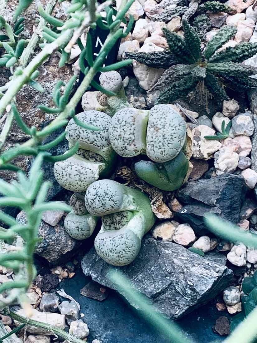 Lithops fulviceps var. lactinea 