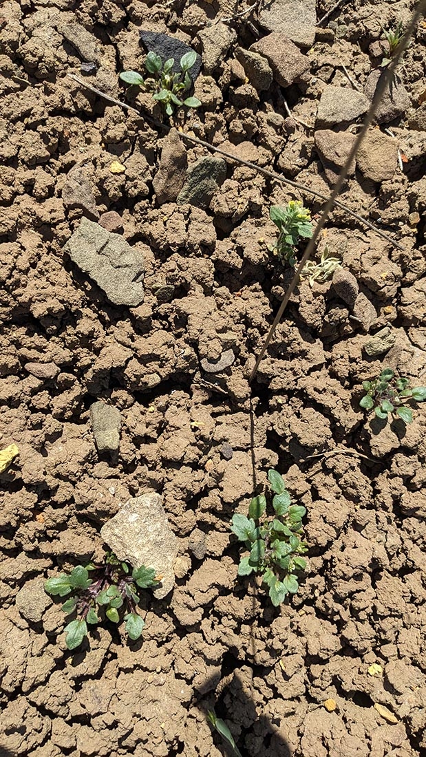 Multiple Phacelia submutica individuals