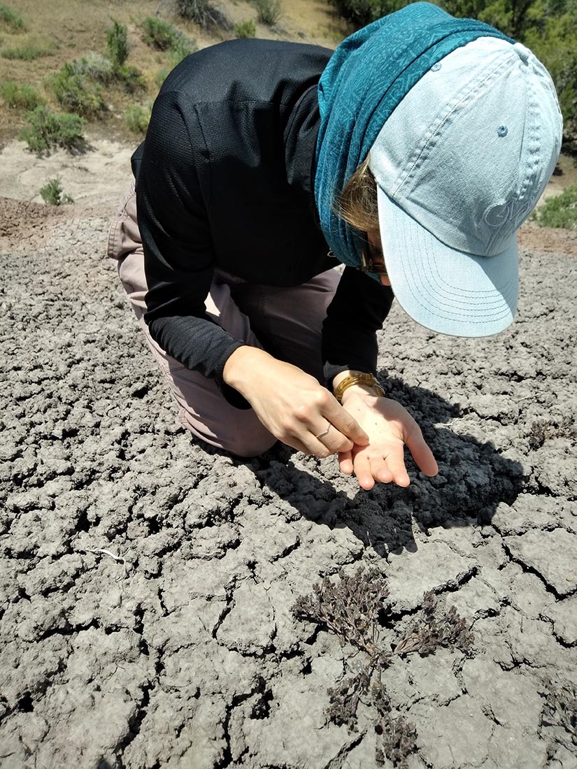 Seed collection from a dried plant