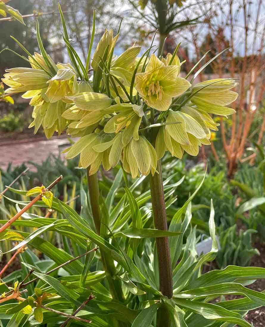 The light yellow blooms of Fritillaria raddeana