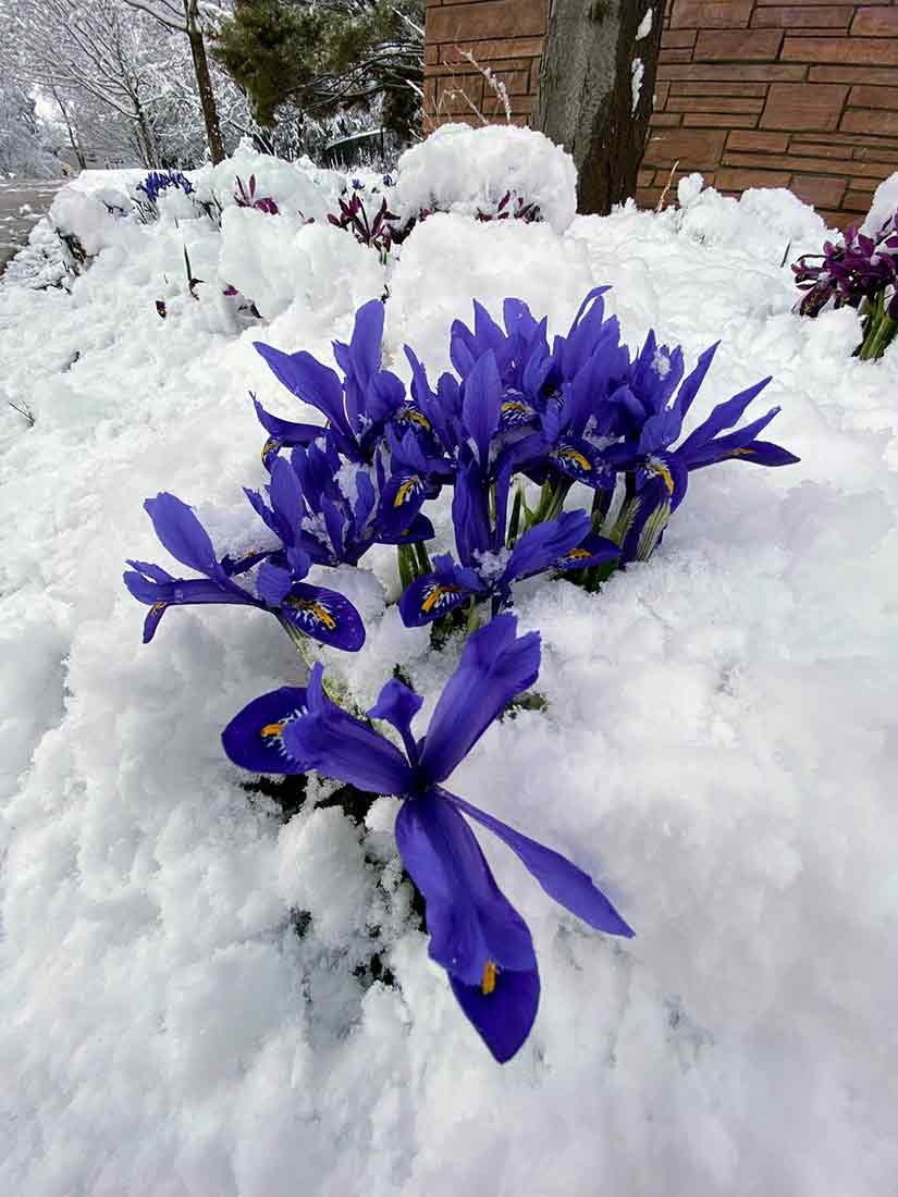 Purple Iris reticulata 'Harmony' blooming in the snow. 