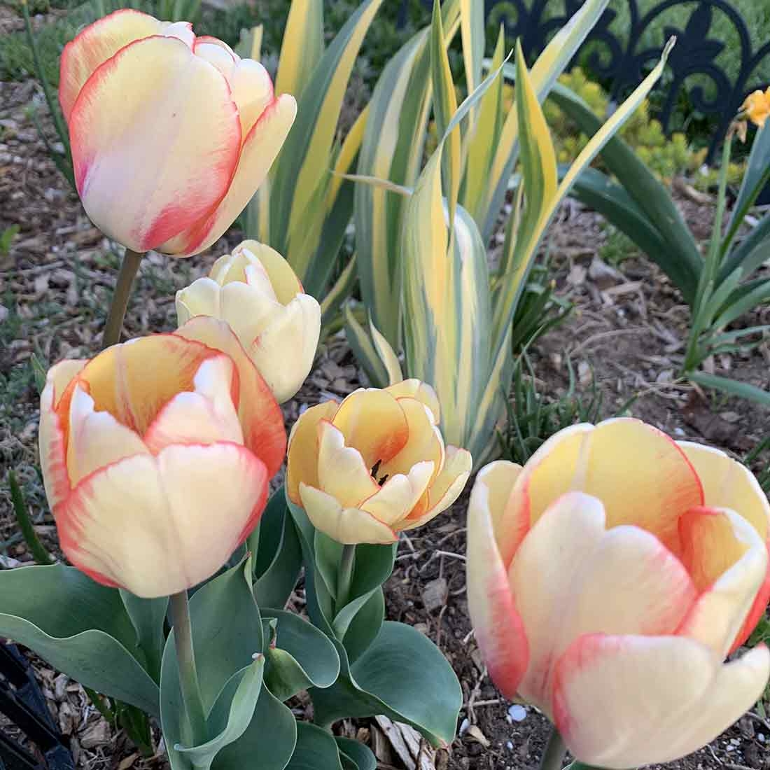 Light yellow tulips with orange edges on the petals.