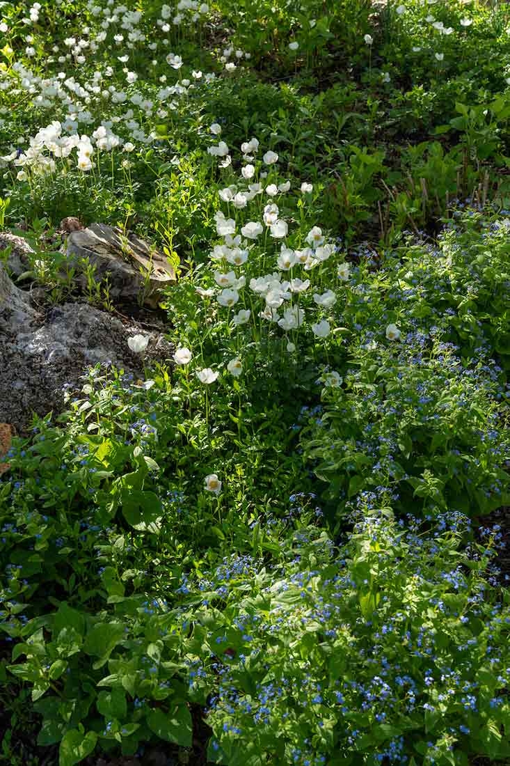 Tall blooming plant with white flowers and shorter blooming plant with blue flowers