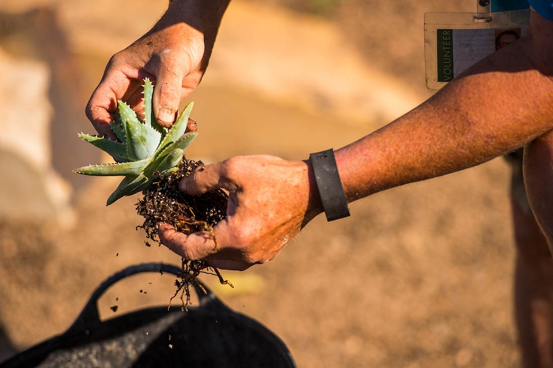 Loosening potting soil from roots.