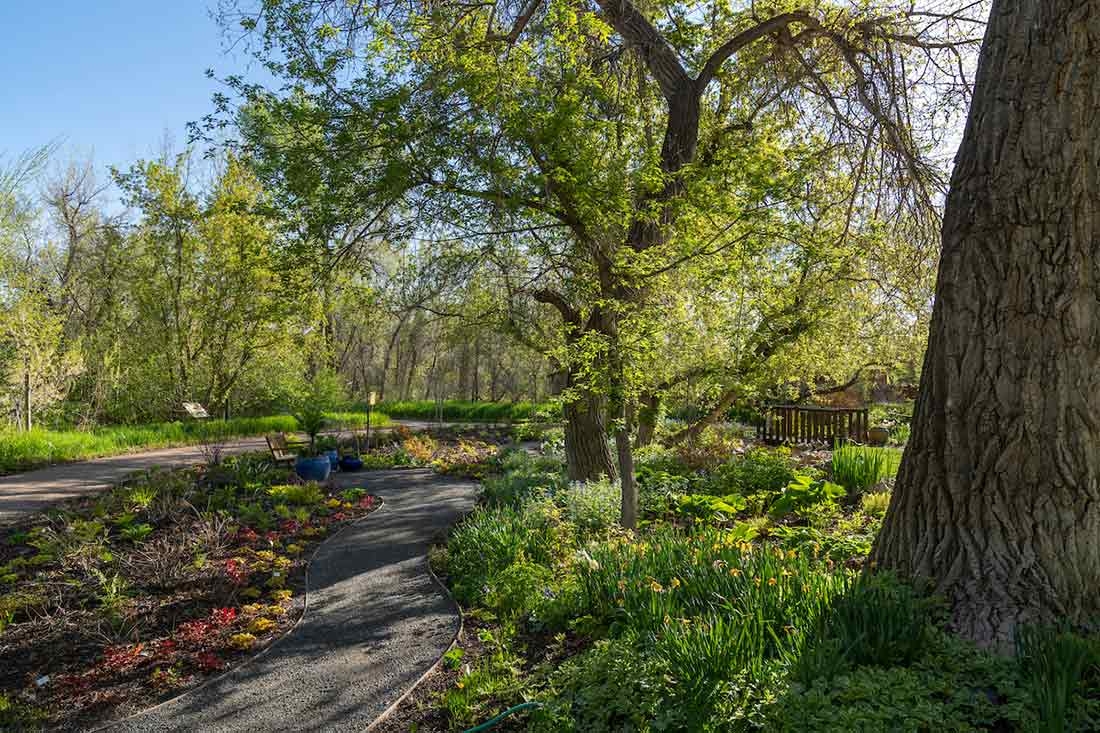 Shady garden with a walkway in the center and tall trees over the path