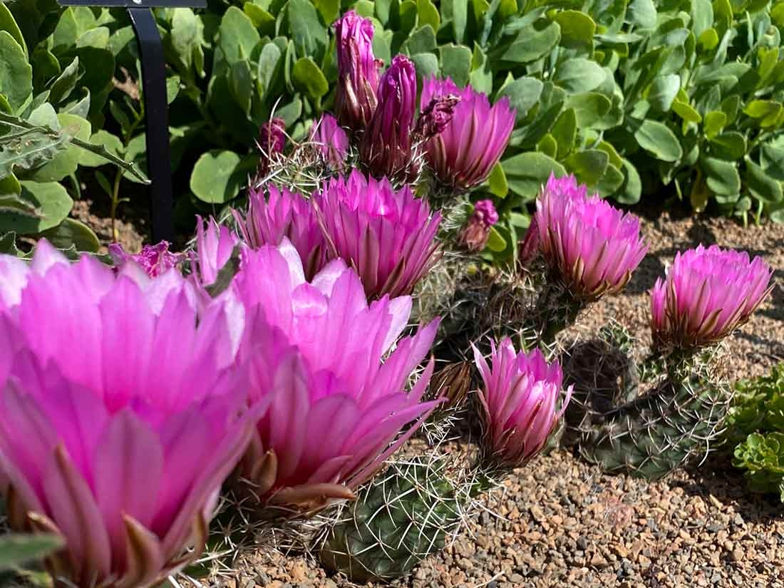 Echinocereus fendleri in Nexus Garden