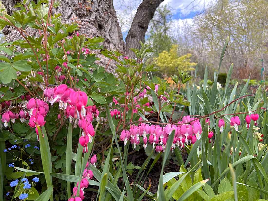 Bright pink heart-shaped flowers with delicate arching branches