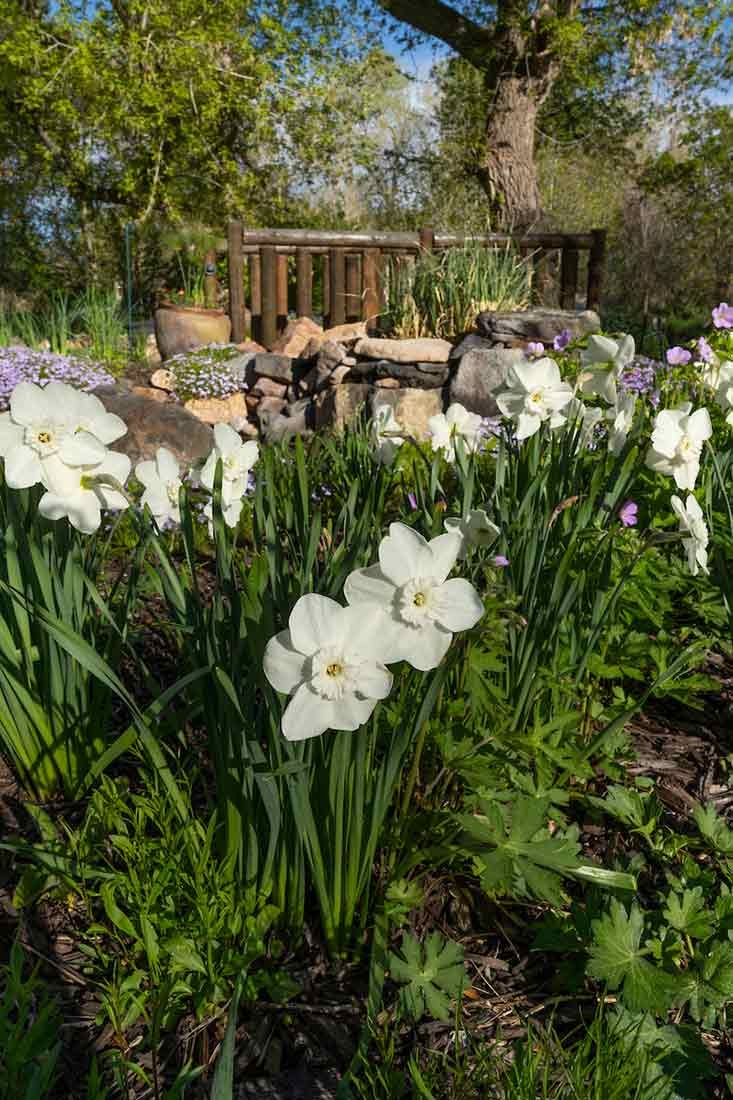 White flowers and green foliage