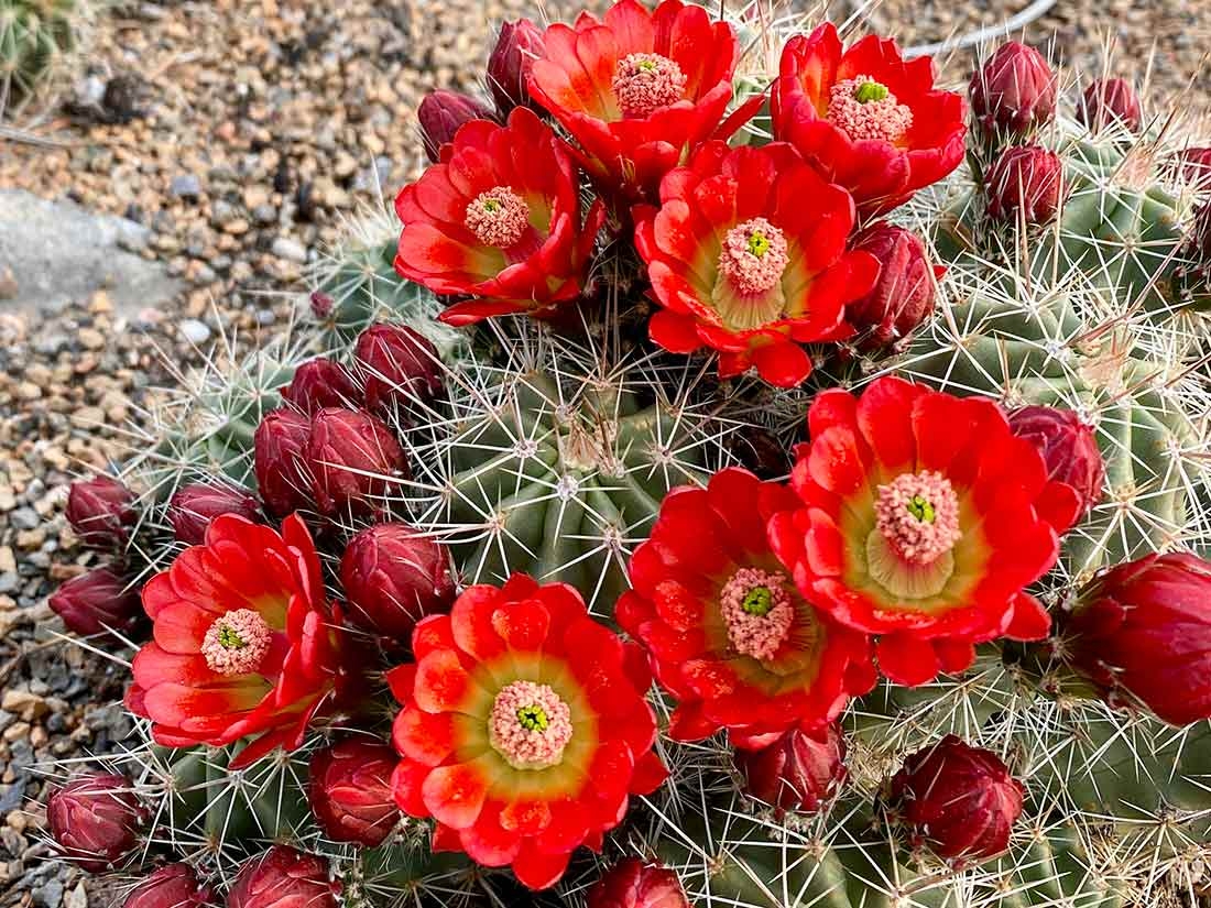 Claret cup, or Echinocereus, in Nexus Garden