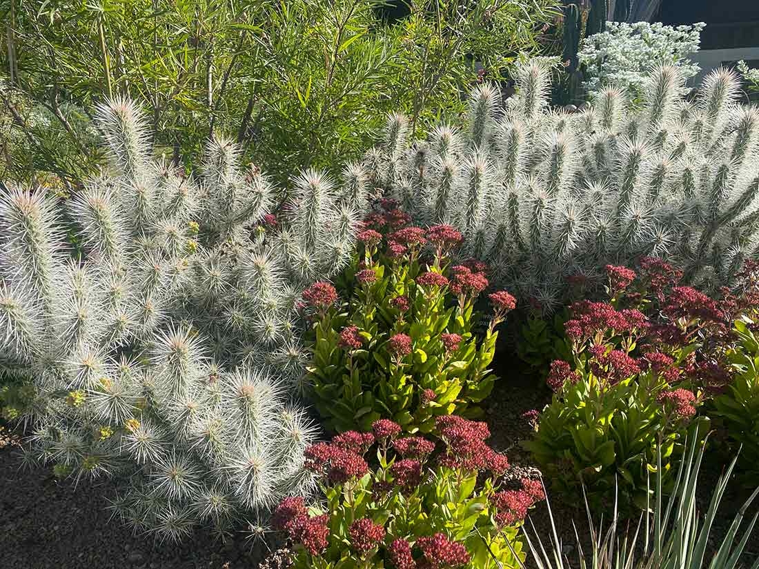 Cylindropuntia whipplei ‘Snow Leopard’ cholla in Nexus Garden
