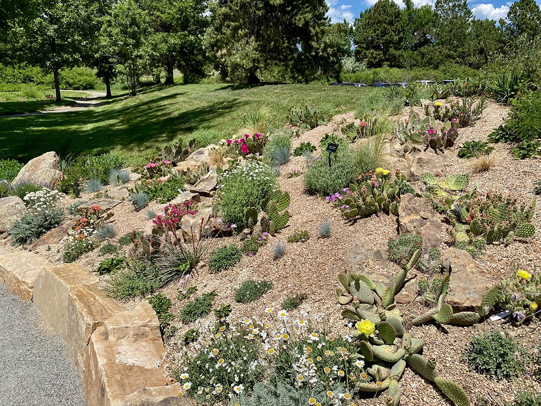 Cactus and other low-water plants in garden