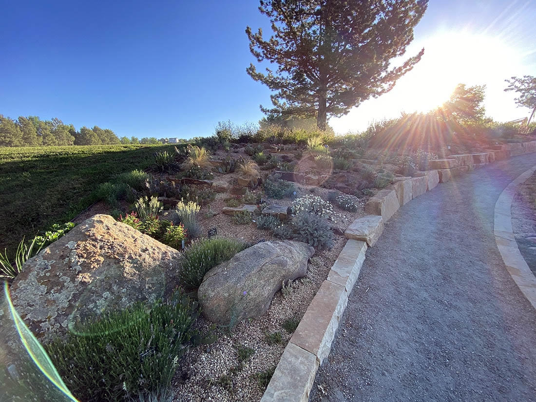 Cactus and other low-water plants in garden