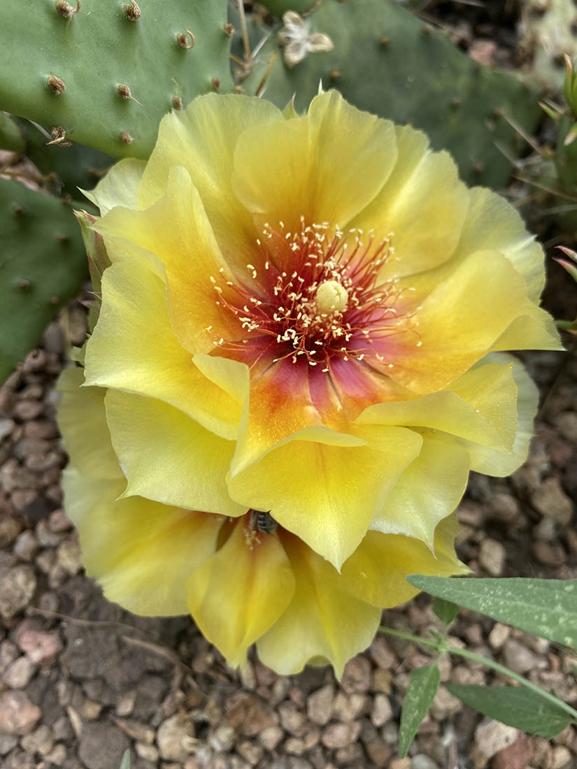 Opuntia Loveliness
