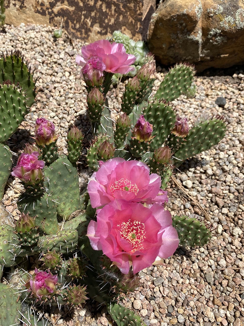 Opuntia Prolific Rose