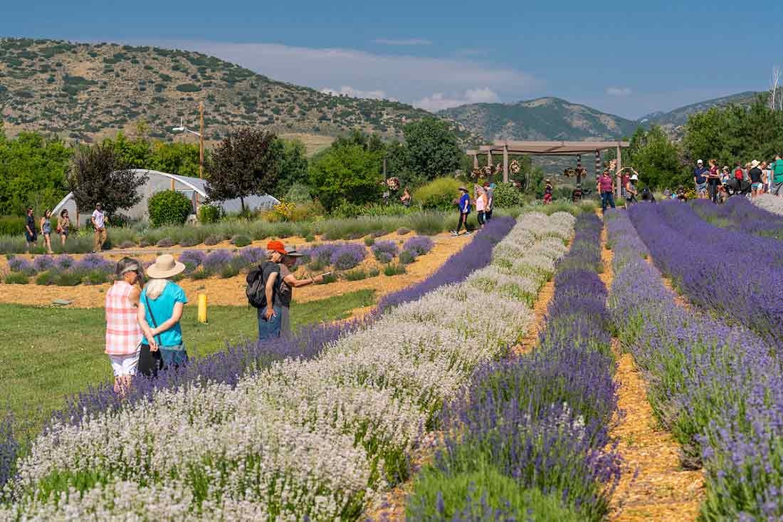 Lavender Festival