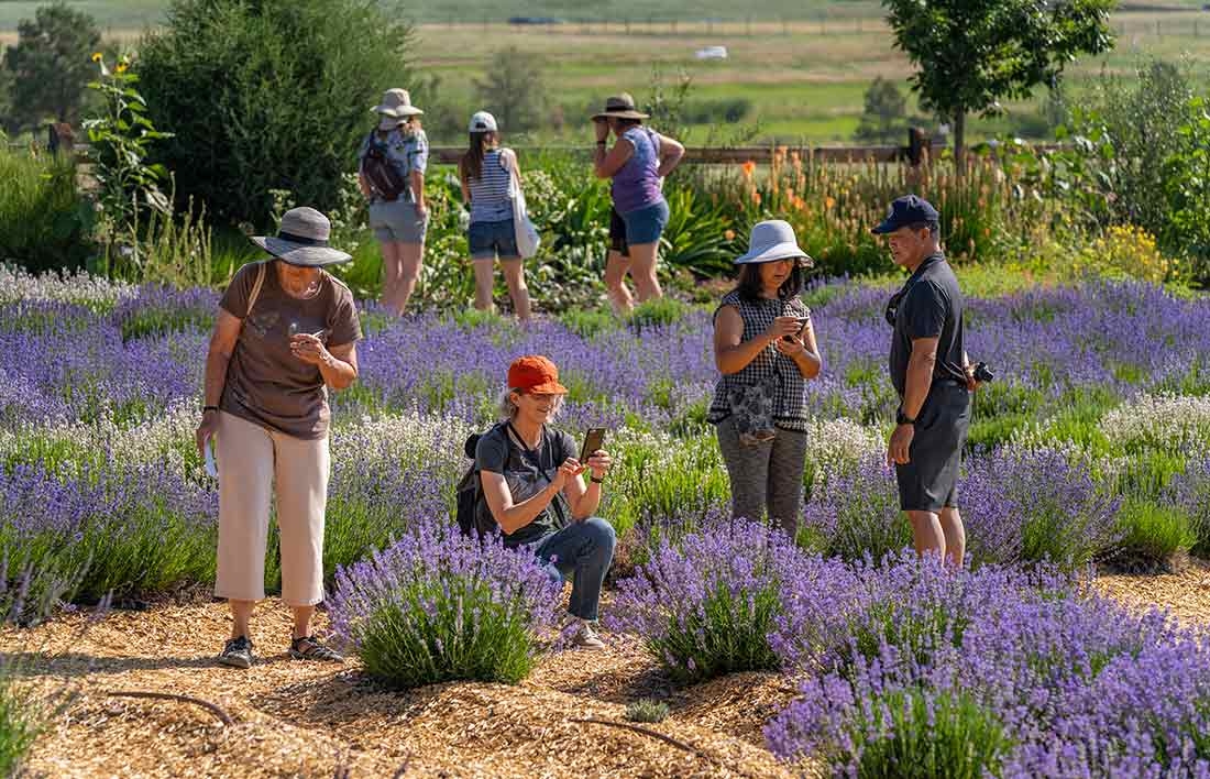People standing and sitting in a lavender field, touching and smelling the lavender