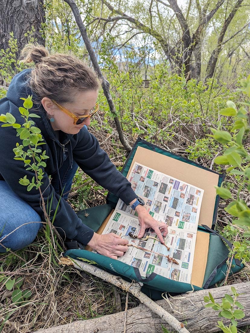 Person arranging specimens on newspaper in field press