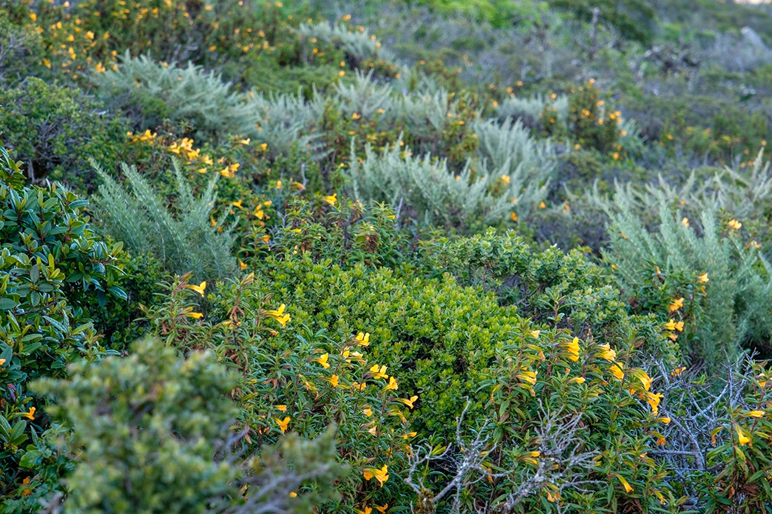 Coastal sage scrub above Big Sur, California