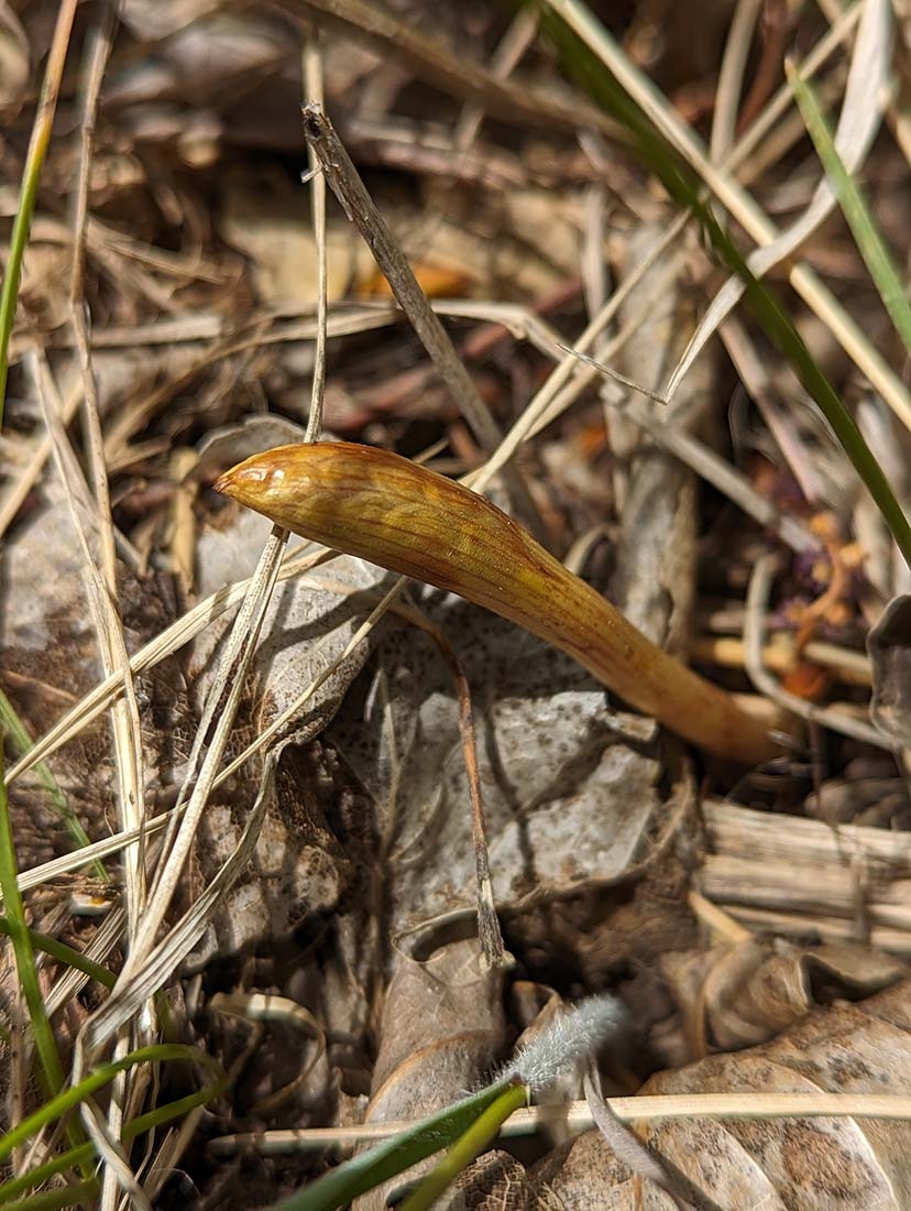 Emerging striped coralroot orchid