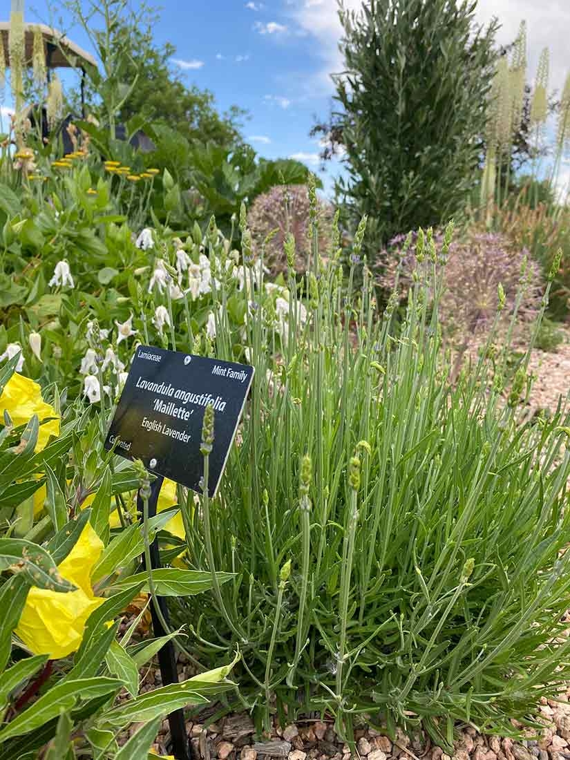 Lavandula angustifolia ‘Maillette’ 