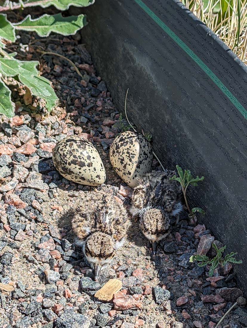 Killdeer chicks and eggs