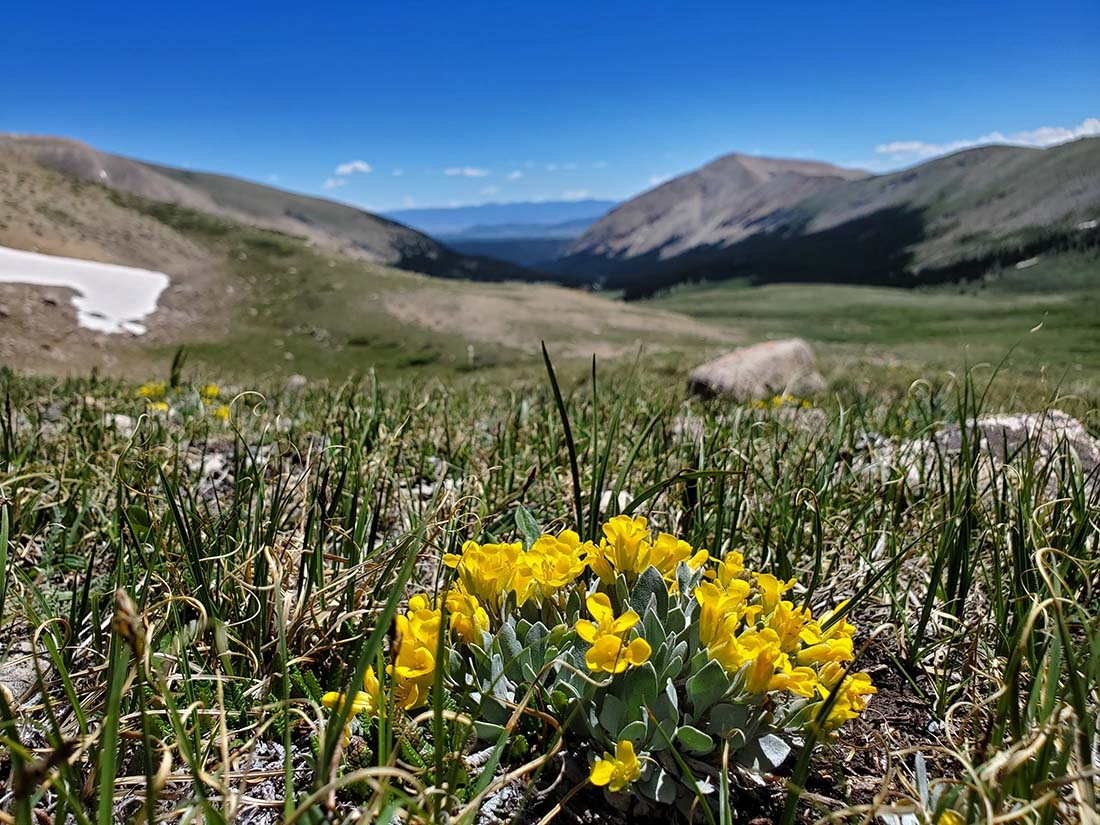 Golden flowers in foreground with mountains in background