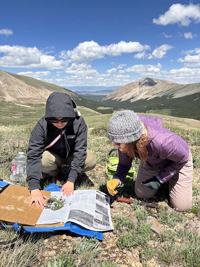 Two people collecting a plant specimen on a mountain by putting it on newspaper