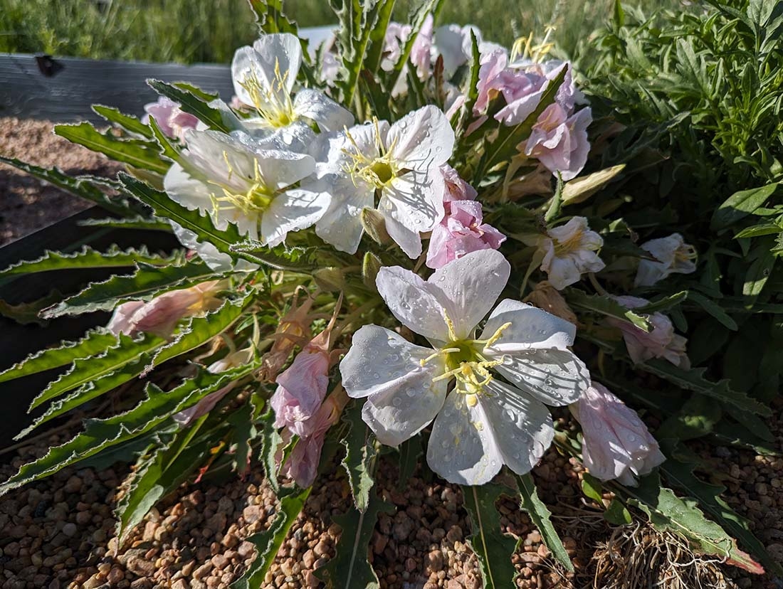 Close-up of tufted evening primrose with raindrops on the petals