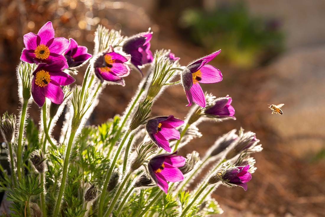 purple flowers with bee