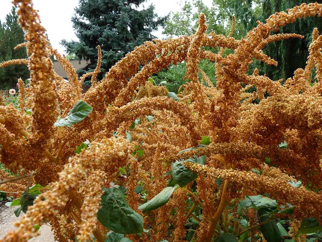 Bronze-colored flower plumes 