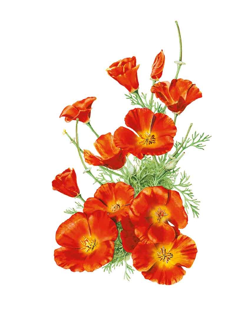 Orange poppy flowers with yellow centers