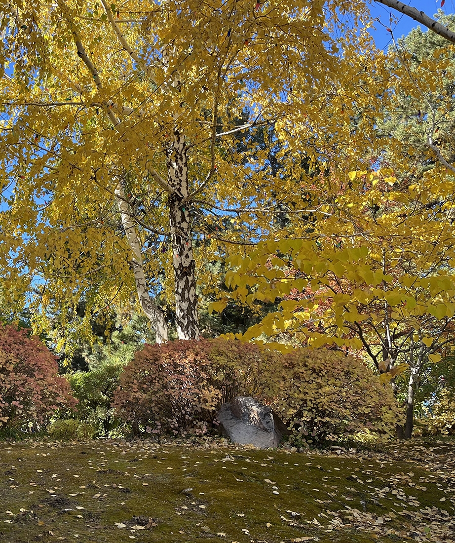 Yellow leaves on a tall tree in autumn.