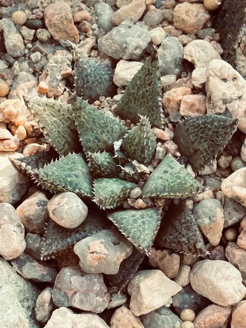 Haworthia hybrid is a low growing succulent that forms a rosette of fleshy leaves.