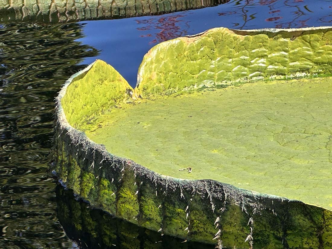 Close up of Victoria platter waterlily rim