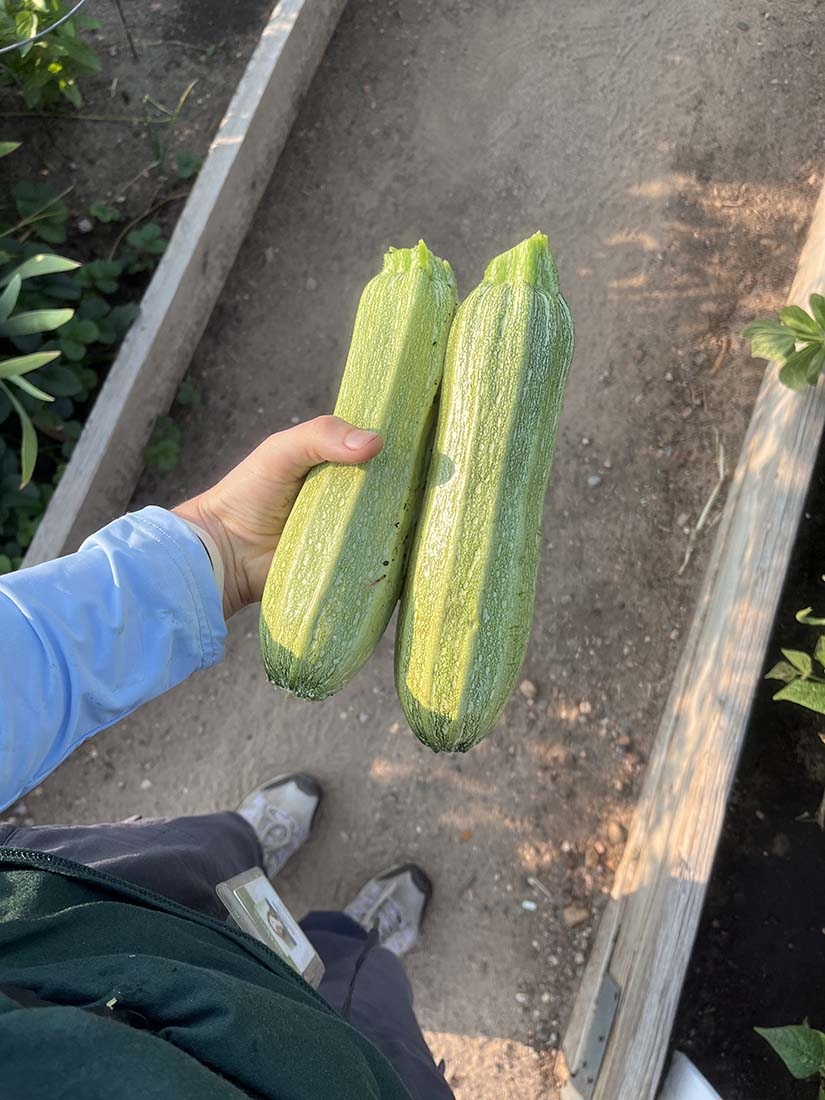 hand holding two zucchini