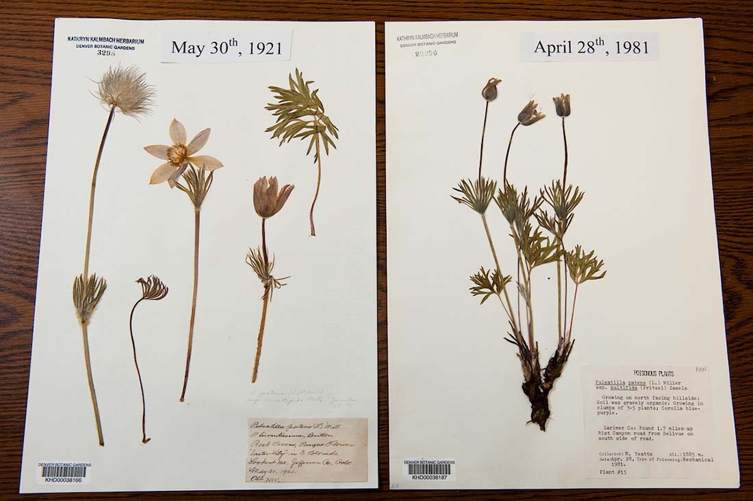 Two herbarium sheets with pressed plant specimens