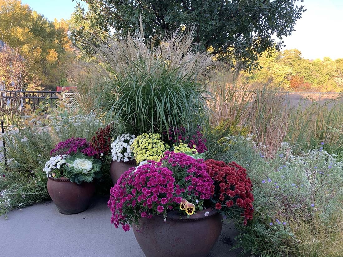 potted mums and ornamental grasses