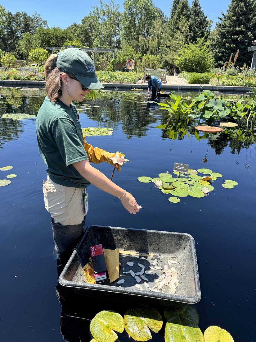 Intern standing in pool counting waterlily petals