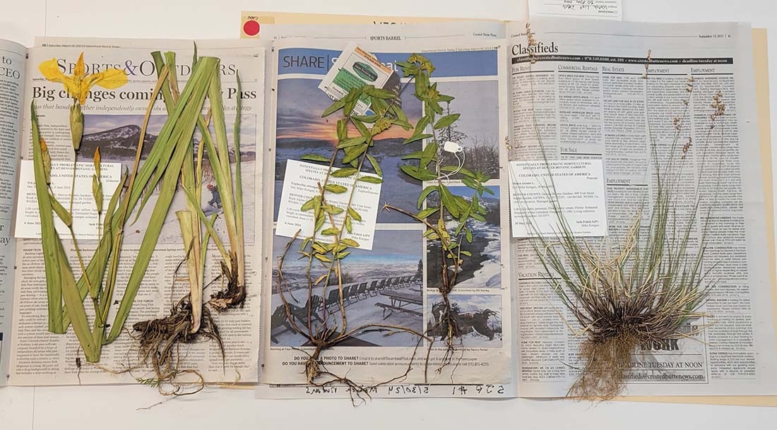 Plant samples on newspaper
