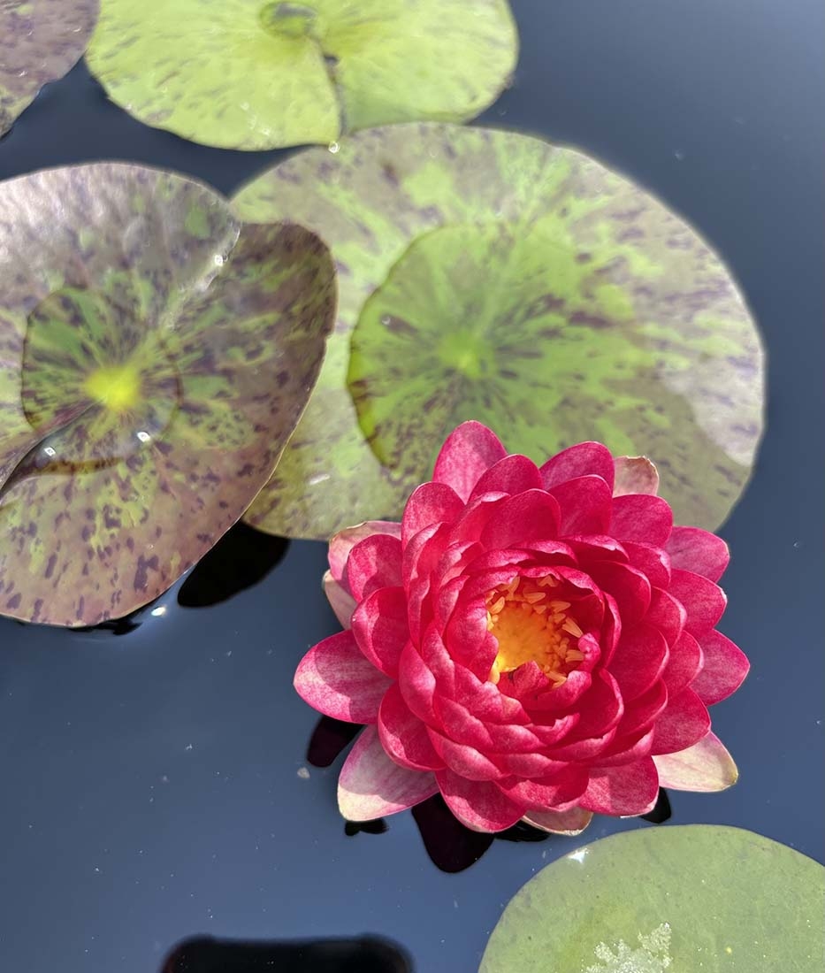 Pink waterlily with lilypads