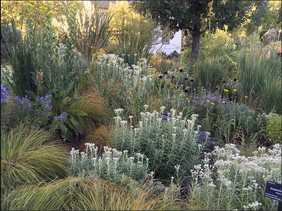 summer garden of native plants