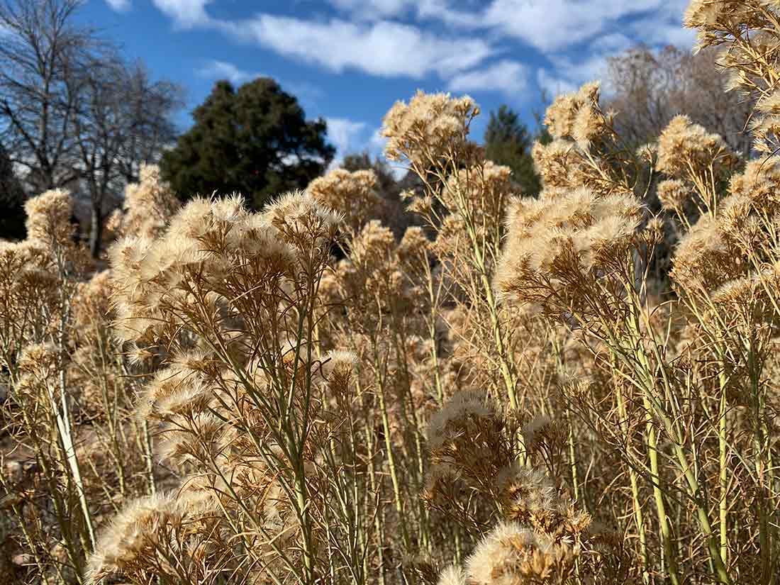 Golden-colored fluffy seedheads contrast against a bright blue sky with white clouds