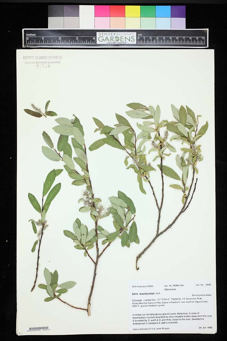 Specimen sample of willow