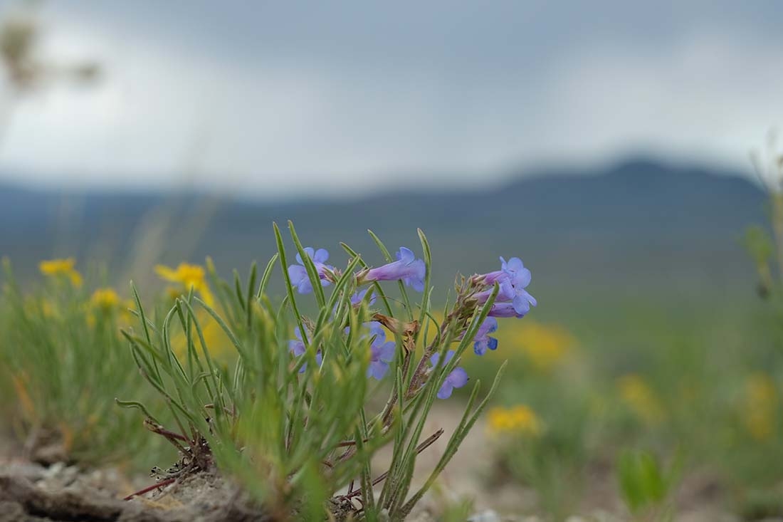 purple plant with yellow plants and mountain in background