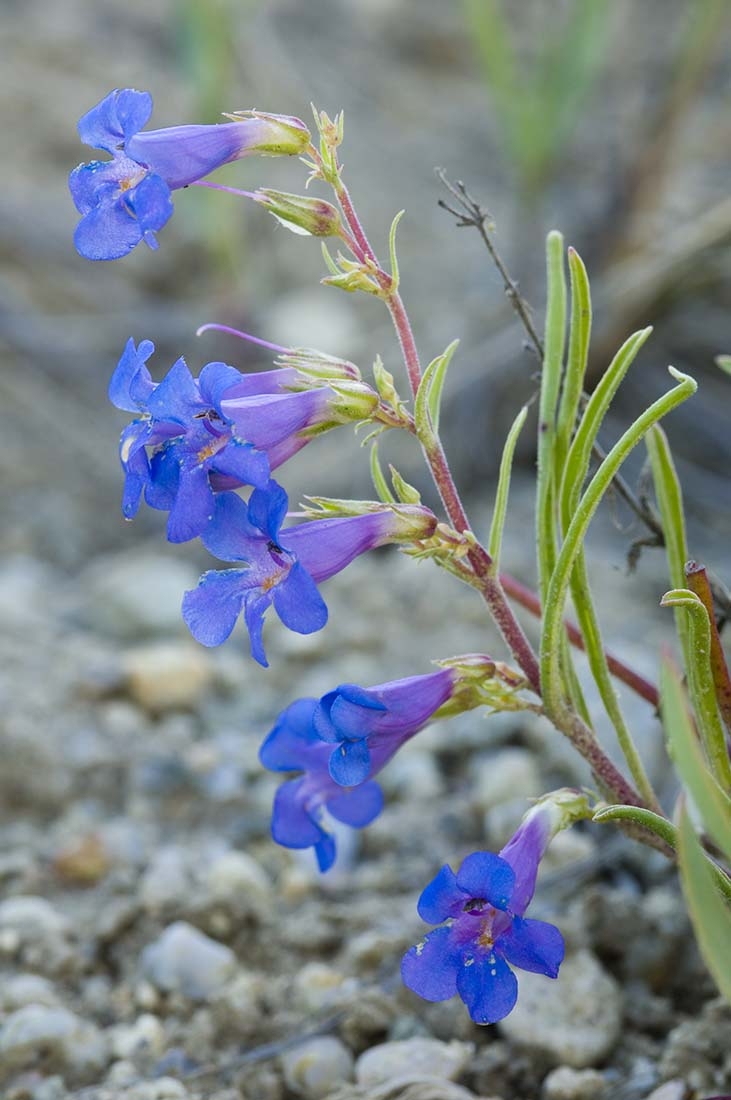 close-up of purple plant