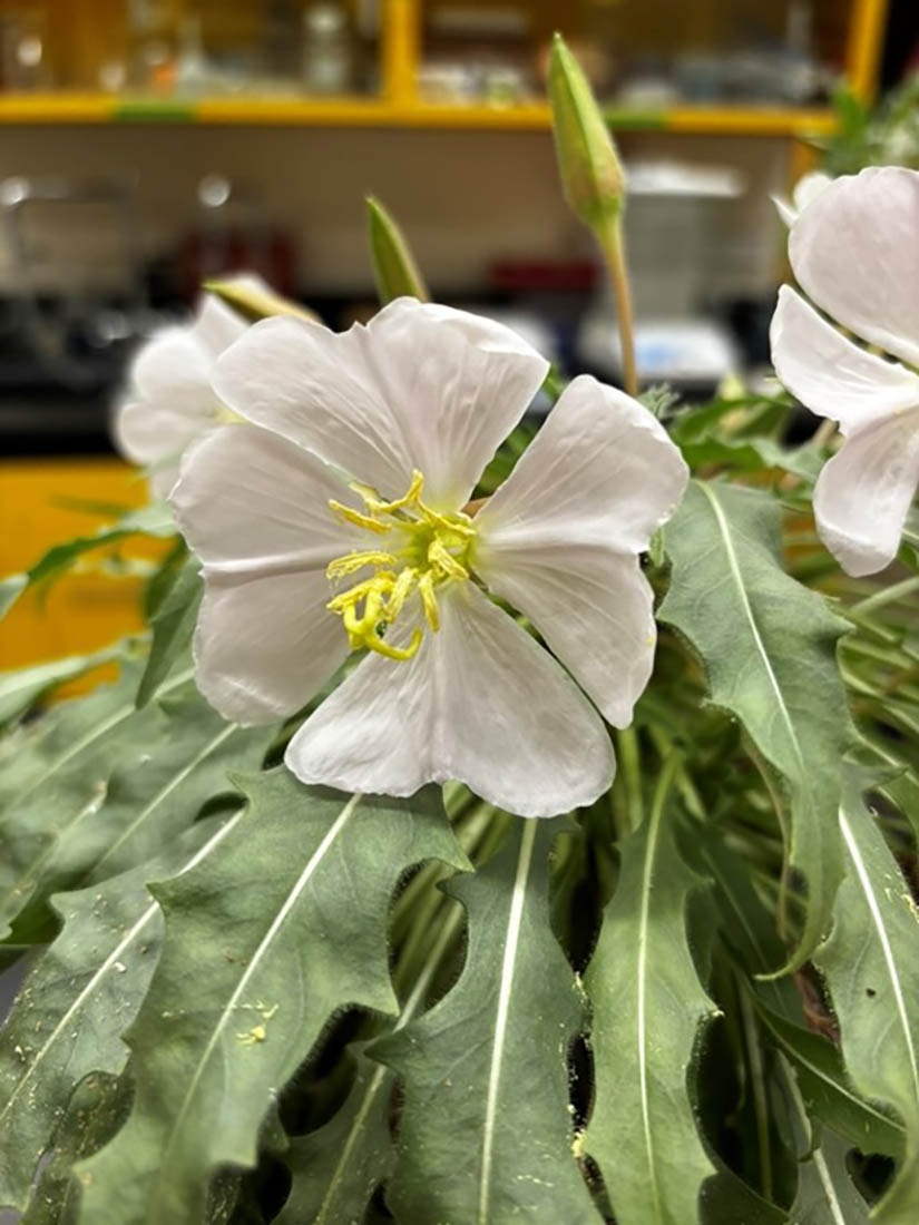 Oenothera harringtonii