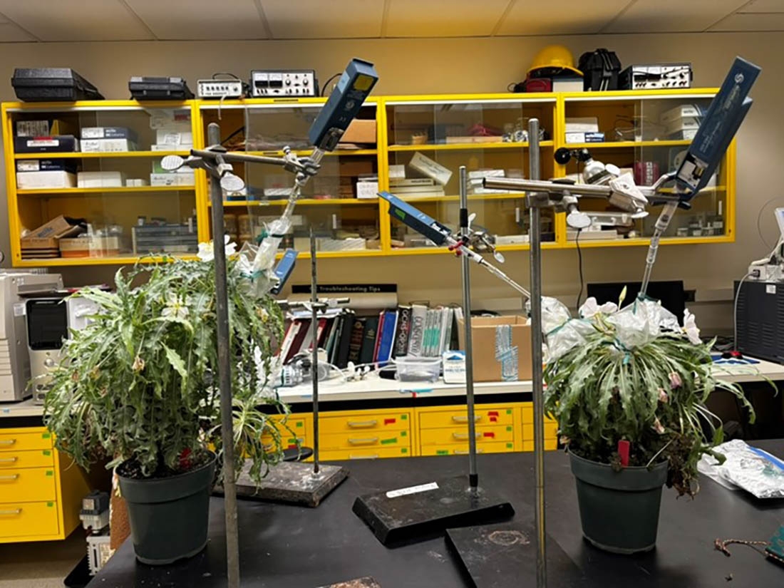 scent pumps over flowers in a lab